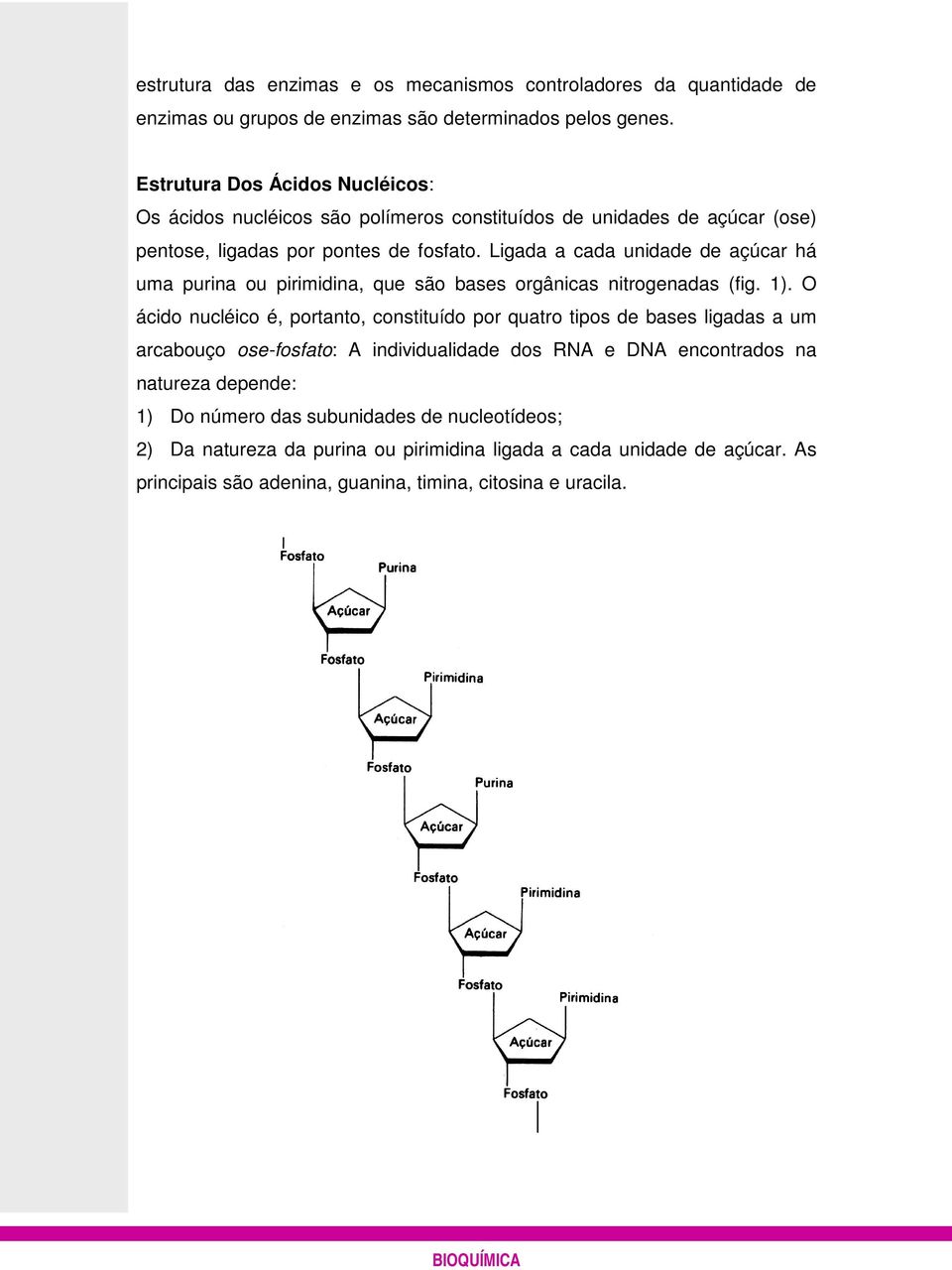 Ligada a cada unidade de açúcar há uma purina ou pirimidina, que são bases orgânicas nitrogenadas (fig. 1).