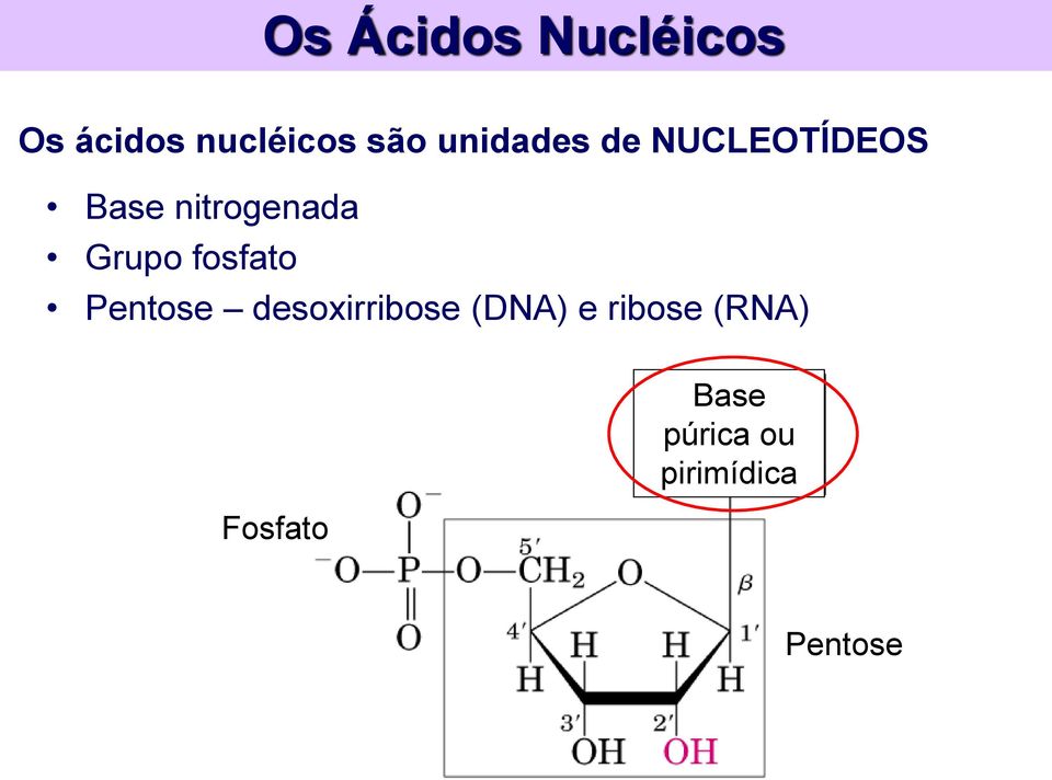 Grupo fosfato Pentose desoxirribose (DNA) e