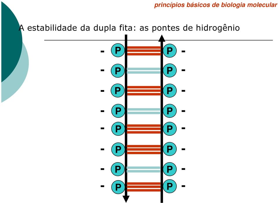 as pontes de hidrogênio - P P - - P P -