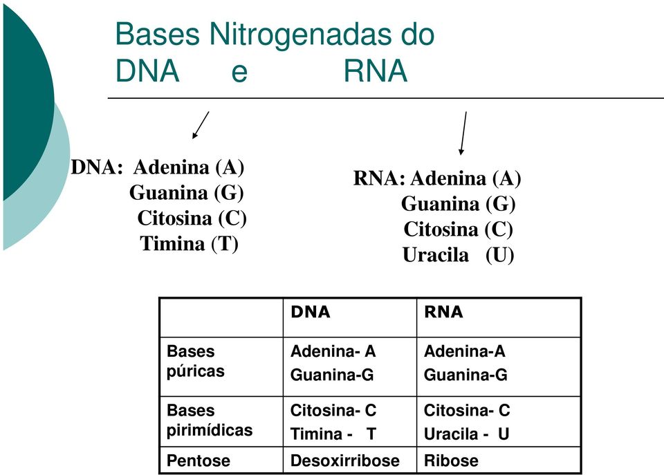 púricas DNA Adenina- A Guanina-G RNA Adenina-A Guanina-G Bases