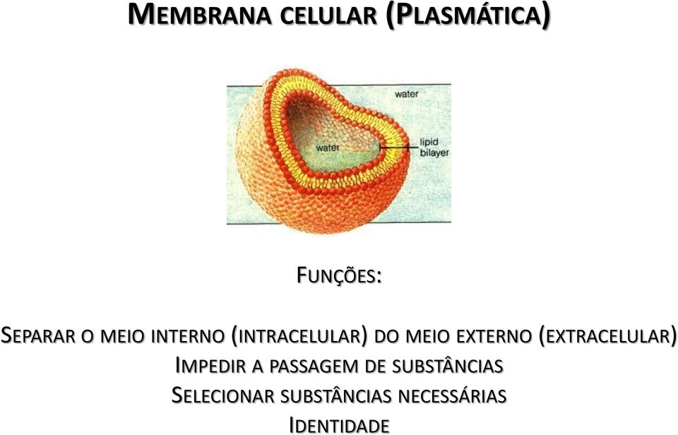 (EXTRACELULAR) IMPEDIR A PASSAGEM DE