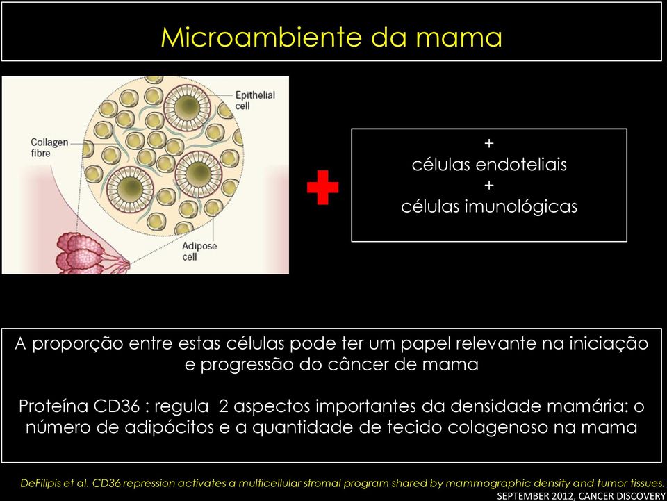 densidade mamária: o número de adipócitos e a quantidade de tecido colagenoso na mama DeFilipis et al.