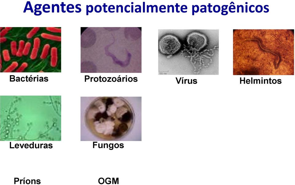 Protozoários Vírus