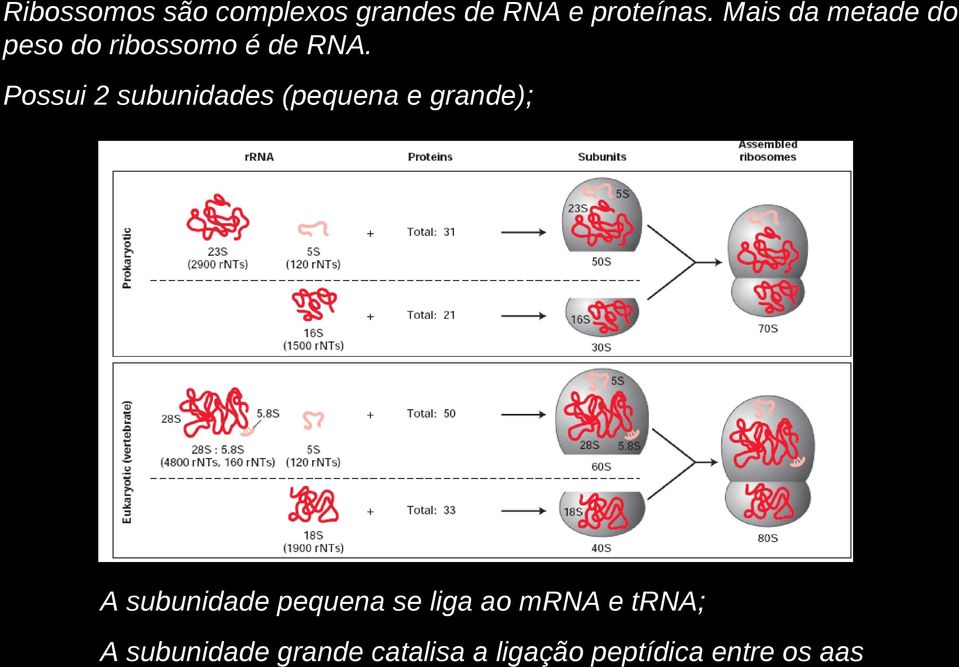 Possui 2 subunidades (pequena e grande); A subunidade pequena