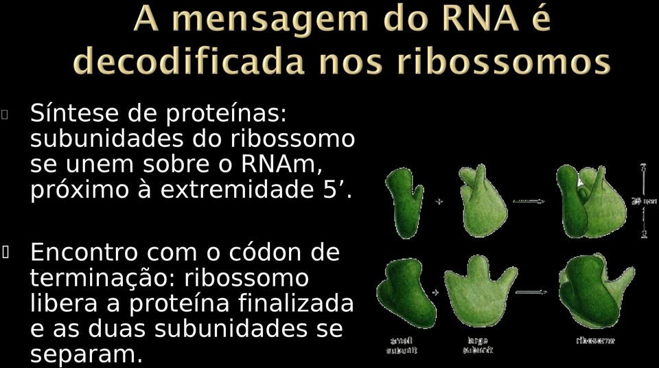 Encontro com o códon de terminação: ribossomo