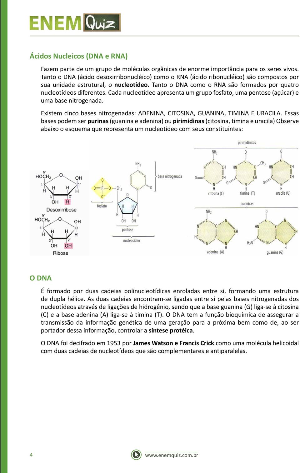 Cada nucleotídeo apresenta um grupo fosfato, uma pentose (açúcar) e uma base nitrogenada. Existem cinco bases nitrogenadas: ADENINA, CITOSINA, GUANINA, TIMINA E URACILA.