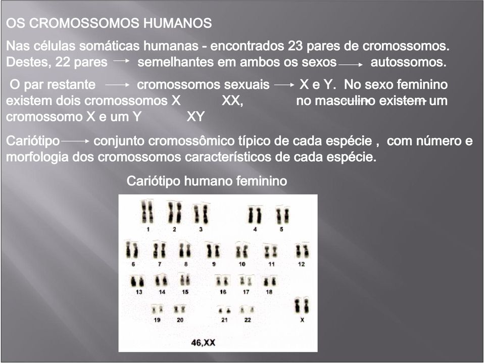 No sexo feminino existem dois cromossomos X XX, no masculino existem um cromossomo X e um Y XY Cariótipo