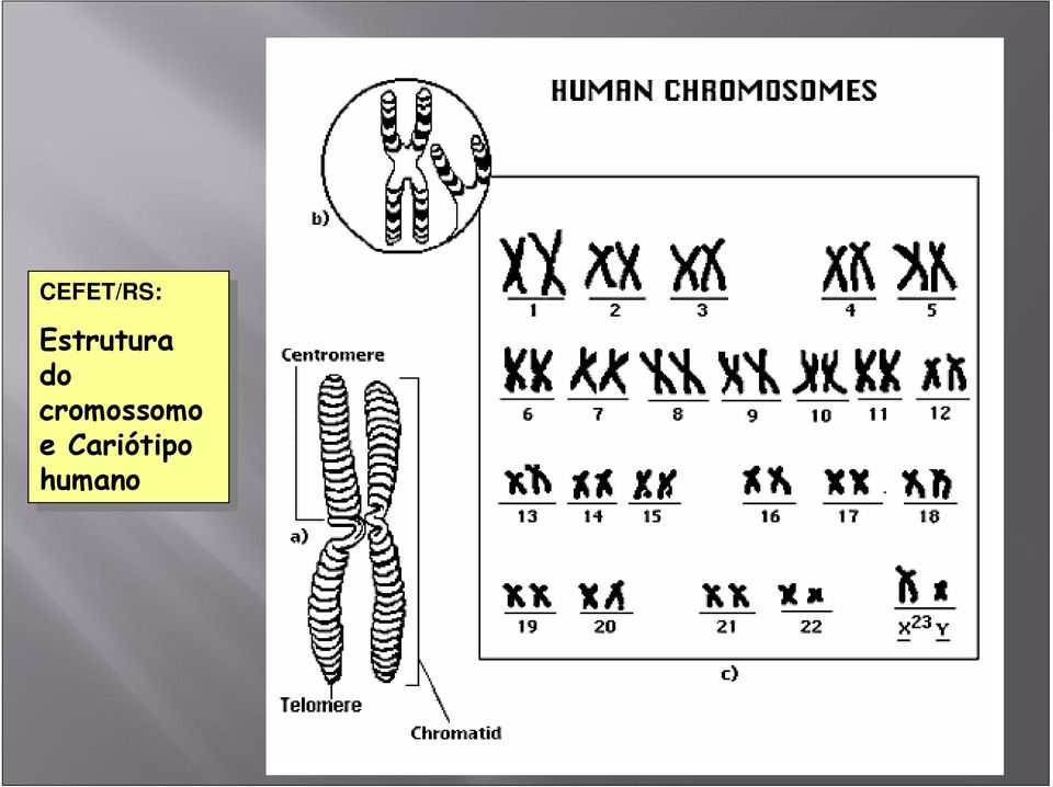 cromossomo e
