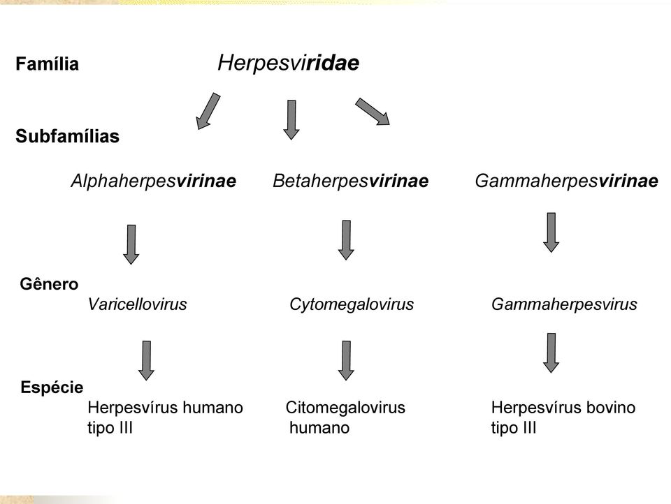 Cytomegalovirus Gammaherpesvirus Herpesvírus humano tipo
