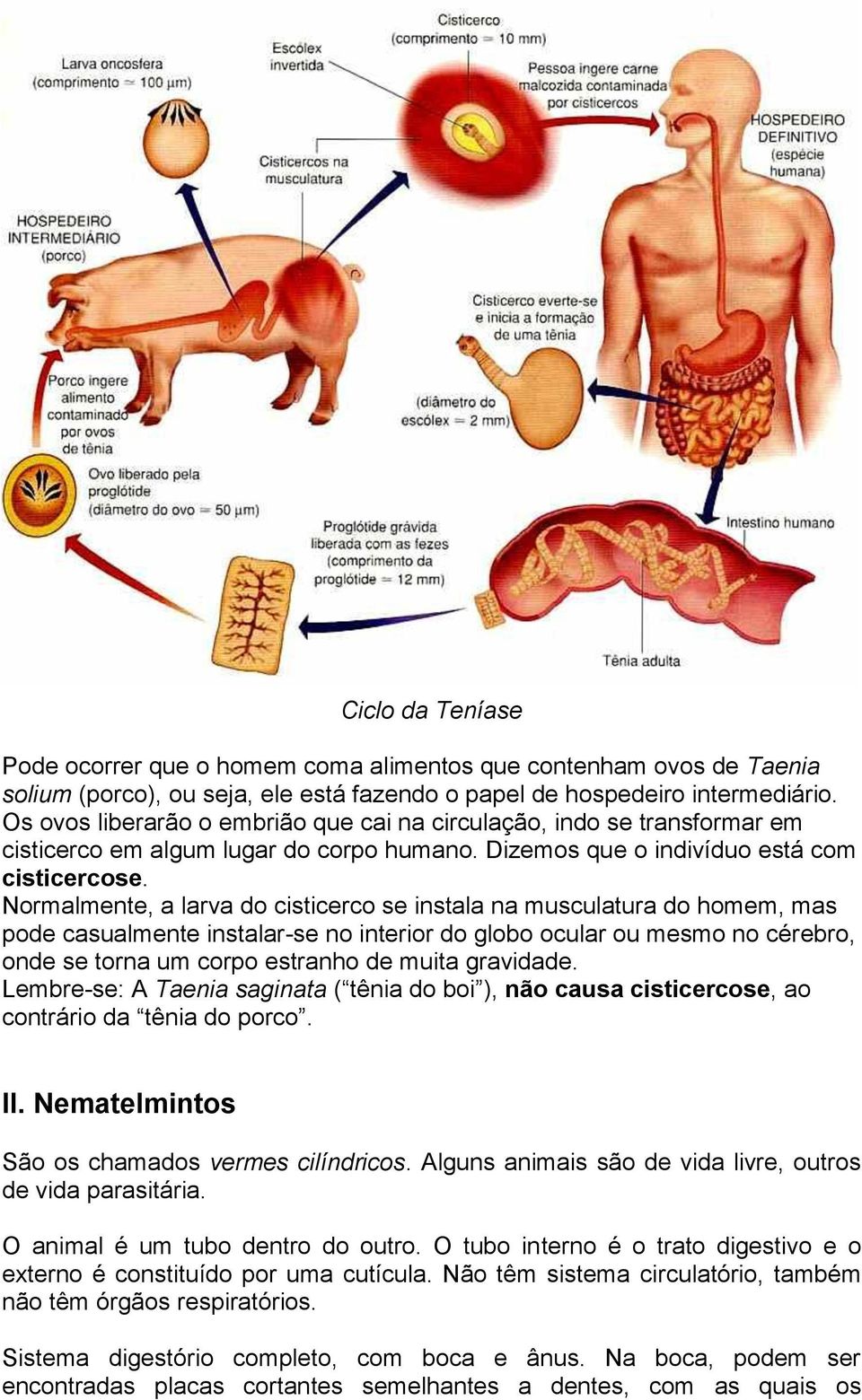 Normalmente, a larva do cisticerco se instala na musculatura do homem, mas pode casualmente instalar-se no interior do globo ocular ou mesmo no cérebro, onde se torna um corpo estranho de muita