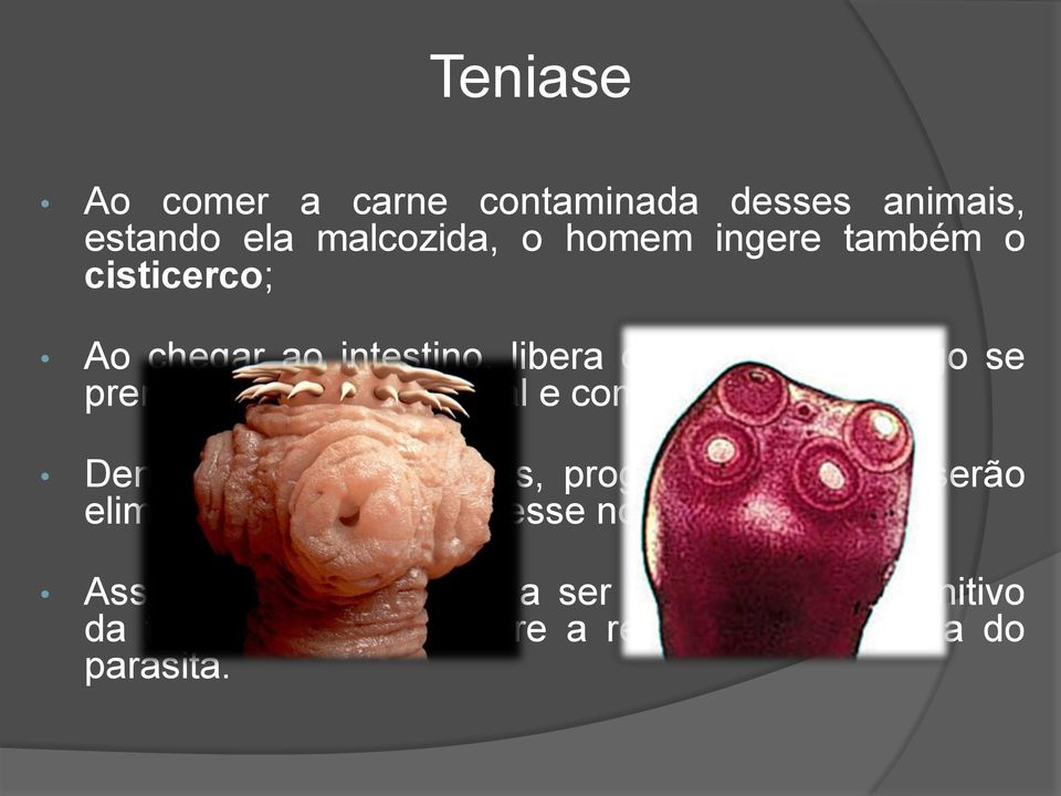 a crescer; Dentro de poucos meses, proglotes com ovos serão eliminadas pelas fezes desse novo