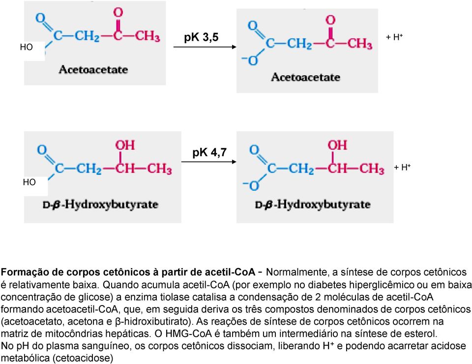 acetoacetil-coa, que, em seguida deriva os três compostos denominados de corpos cetônicos (acetoacetato, acetona e β-hidroxibutirato).