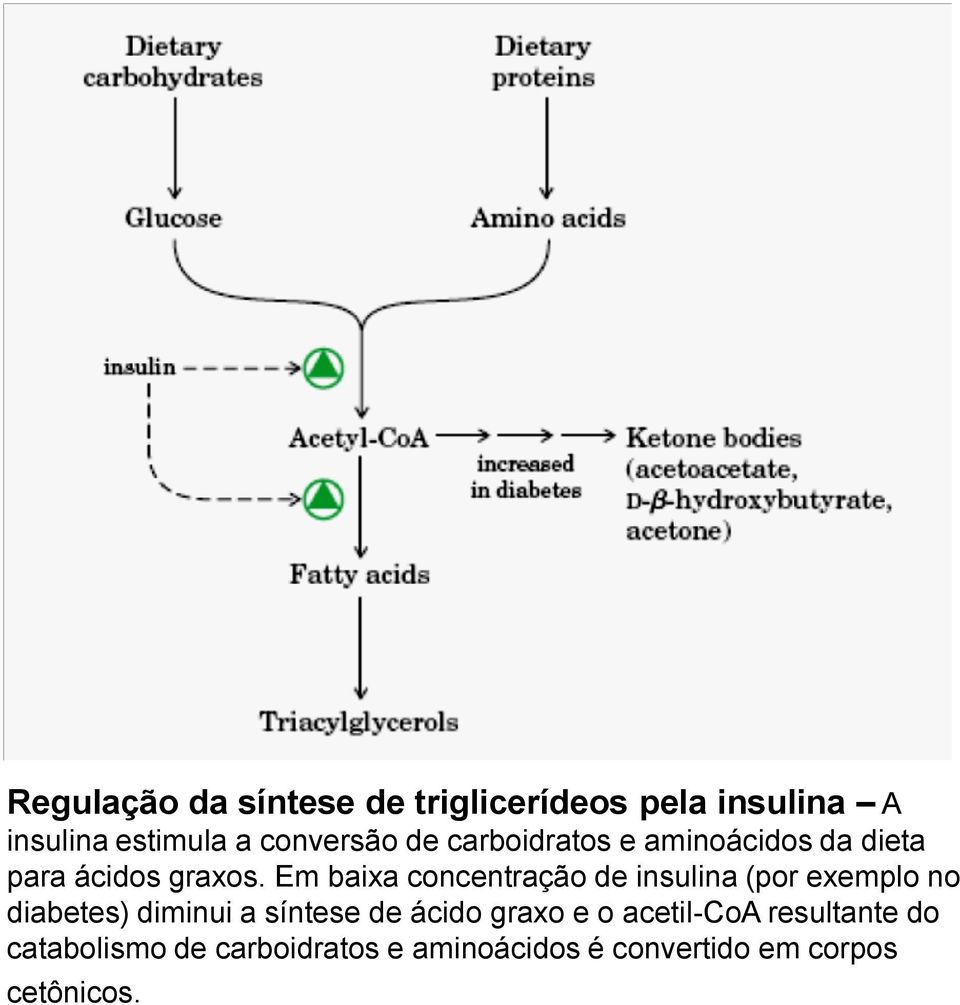 Em baixa concentração de insulina (por exemplo no diabetes) diminui a síntese de