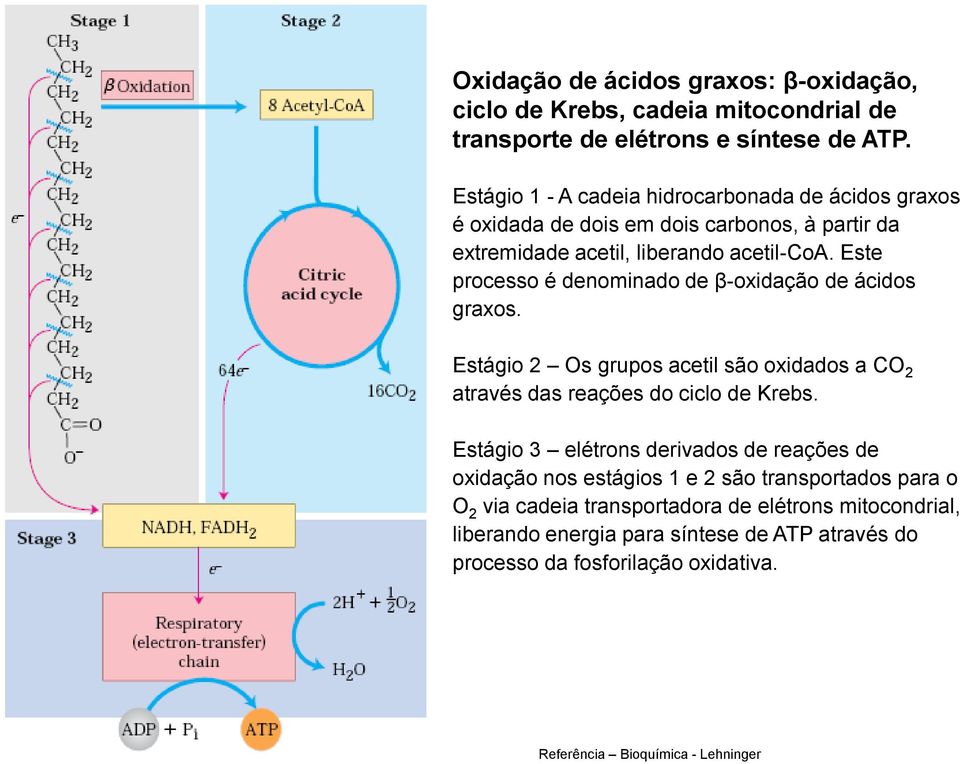 Este processo é denominado de β-oxidação de ácidos graxos. Estágio 2 Os grupos acetil são oxidados a CO 2 através das reações do ciclo de Krebs.