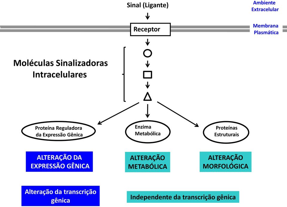 Metabólica Proteínas Estruturais ALTERAÇÃO DA EXPRESSÃO GÊNICA ALTERAÇÃO