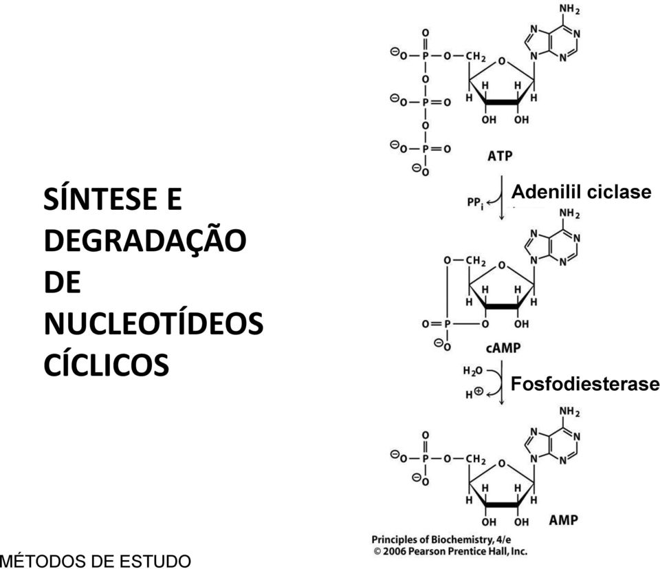 Adenilil ciclase