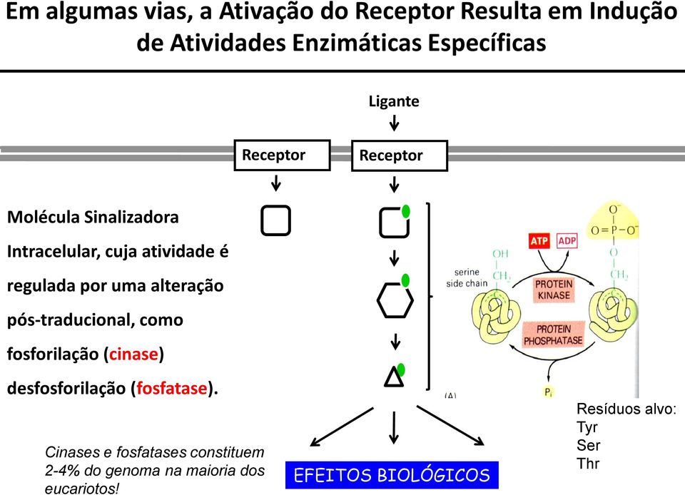 alteração pós-traducional, como fosforilação (cinase) desfosforilação (fosfatase).