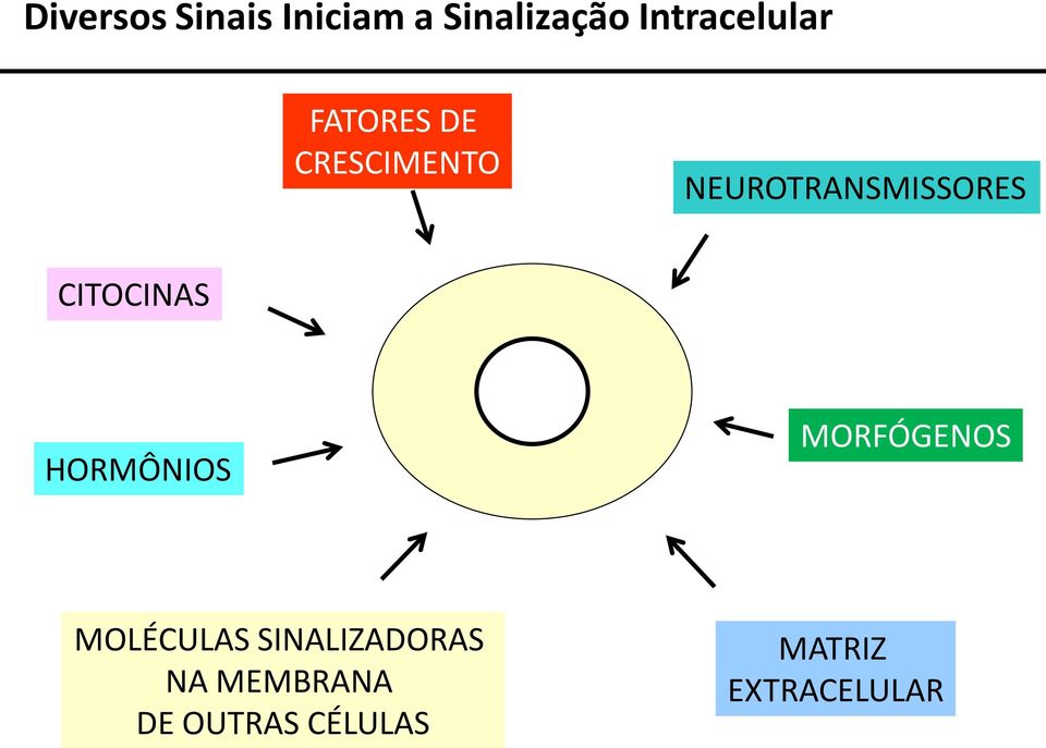 NEUROTRANSMISSORES CITOCINAS HORMÔNIOS MORFÓGENOS