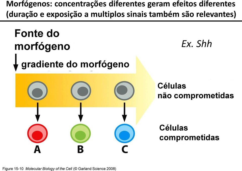 Ex. Shh gradiente do morfógeno Células não comprometidas Células
