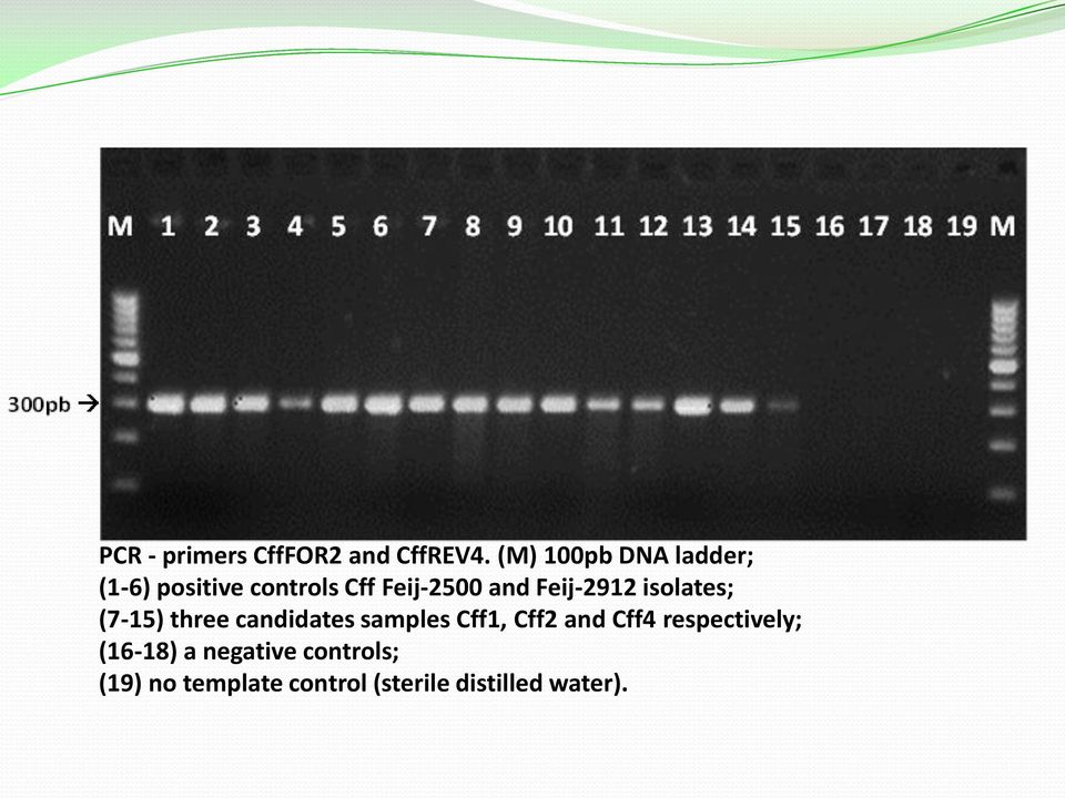 Feij-2912 isolates; (7-15) three candidates samples Cff1, Cff2 and