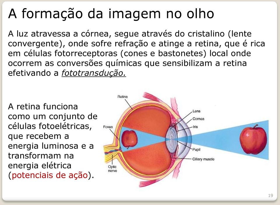 as conversões químicas que sensibilizam a retina efetivando a fototransdução.