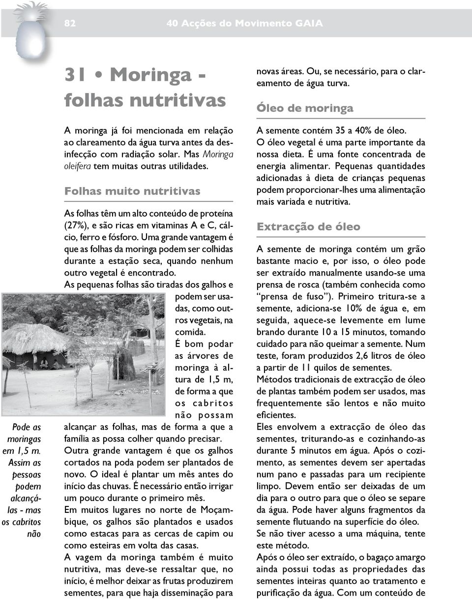 Mas Moringa oleifera tem muitas outras utilidades. Folhas muito nutritivas As folhas têm um alto conteúdo de proteína (27%), e são ricas em vitaminas A e C, cálcio, ferro e fósforo.