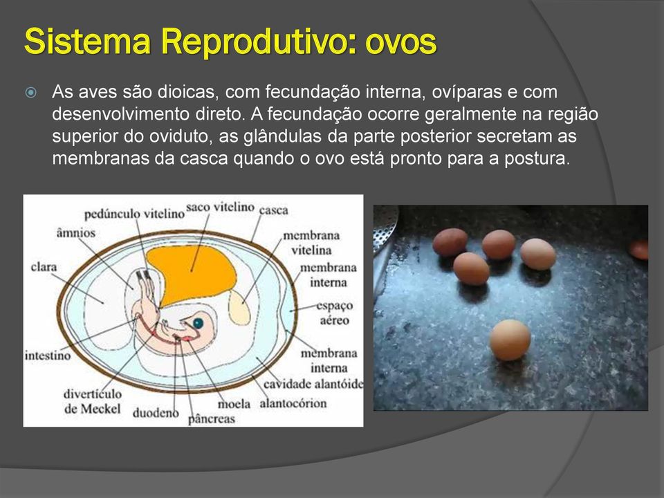 A fecundação ocorre geralmente na região superior do oviduto, as