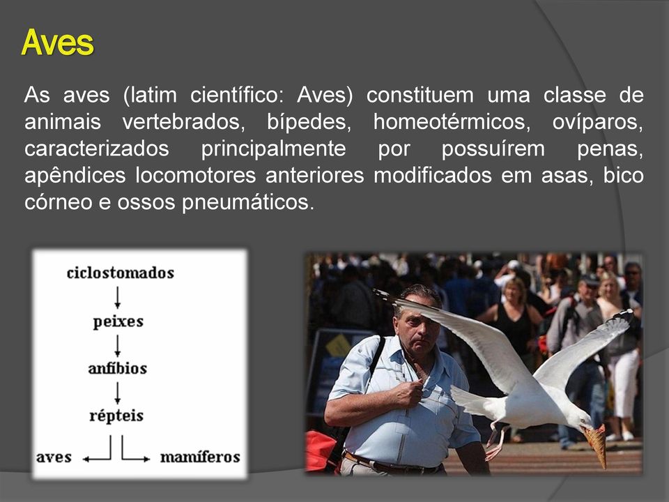 caracterizados principalmente por possuírem penas, apêndices