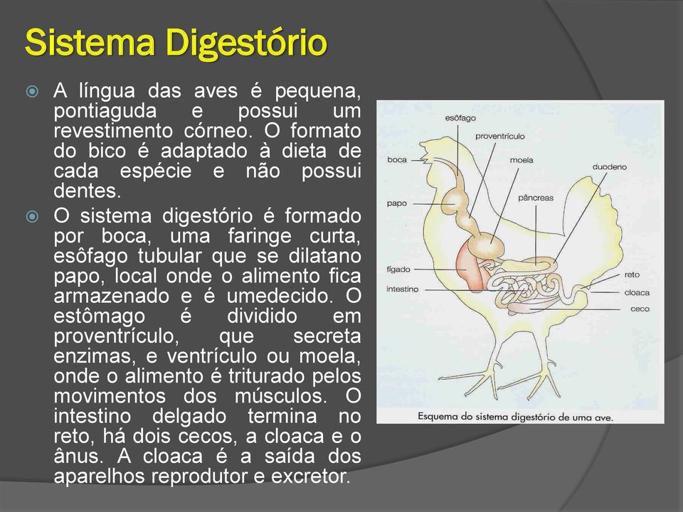 O sistema digestório é formado por boca, uma faringe curta, esôfago tubular que se dilatano papo, local onde o alimento fica armazenado e é