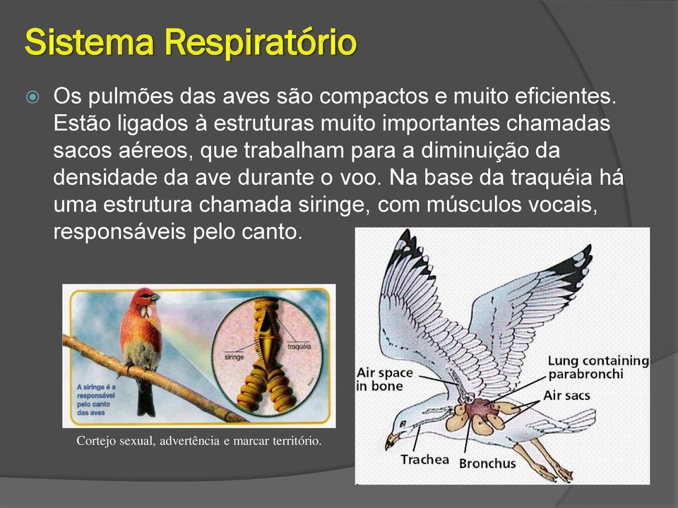 diminuição da densidade da ave durante o voo.