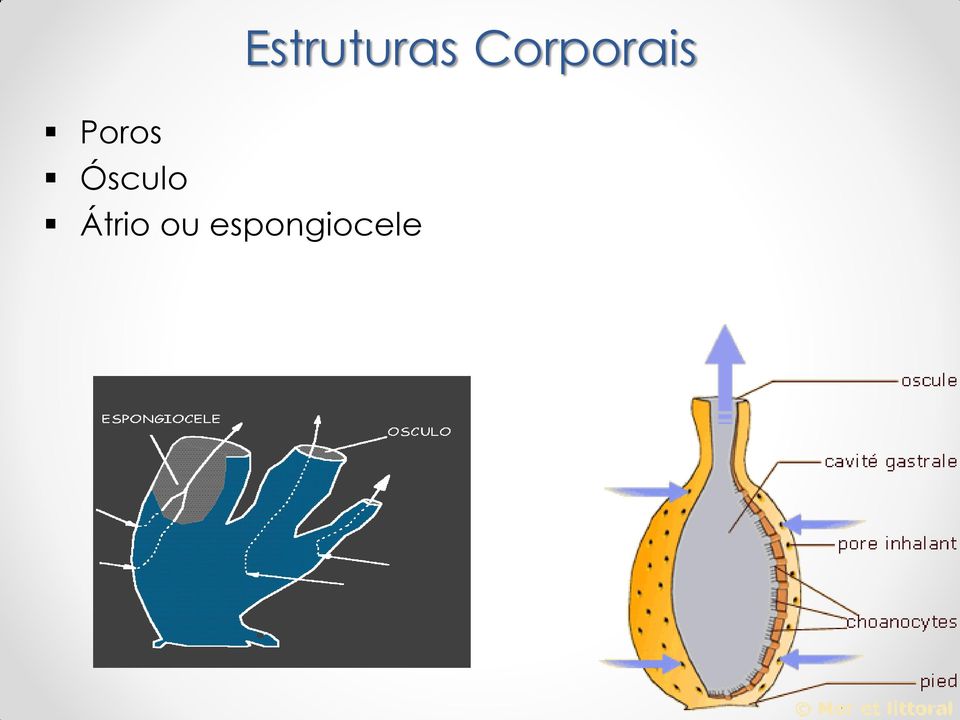 espongiocele