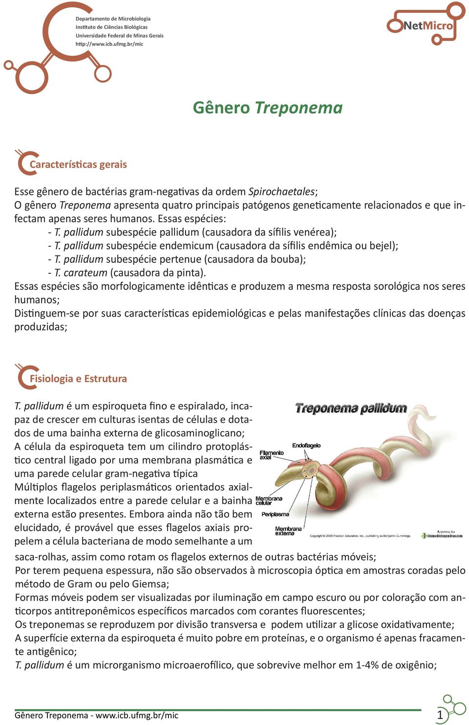 que infectam apenas seres humanos. Essas espécies: - T. pallidum subespécie pallidum (causadora da sífilis venérea); - T. pallidum subespécie endemicum (causadora da sífilis endêmica ou bejel); - T.