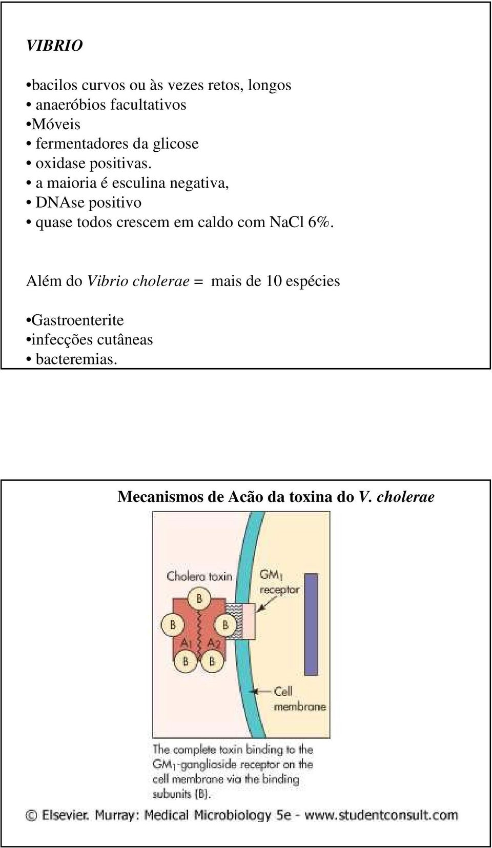 a maioria é esculina negativa, DNAse positivo quase todos crescem em caldo com NaCl 6%.