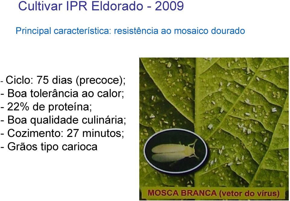 (precoce); -Boa tolerância ao calor; -22% de proteína;