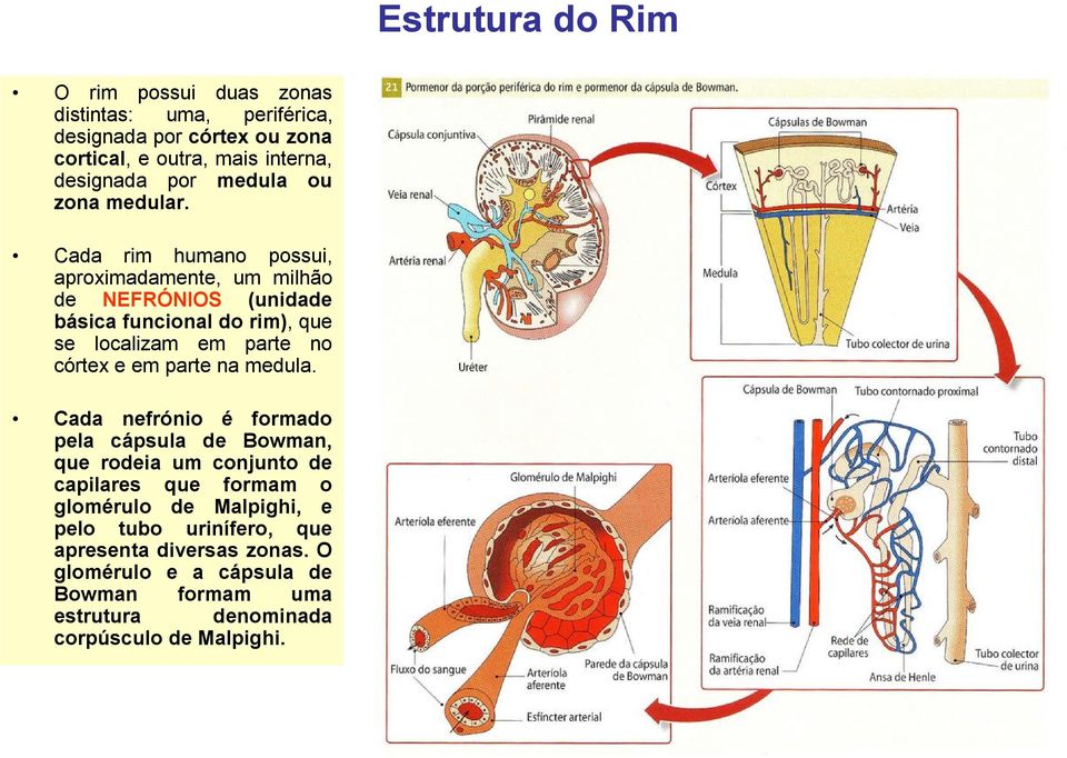 Cada rim humano possui, aproximadamente, um milhão de NEFRÓNIOS (unidade básica funcional do rim), que se localizam em parte no córtex e em parte