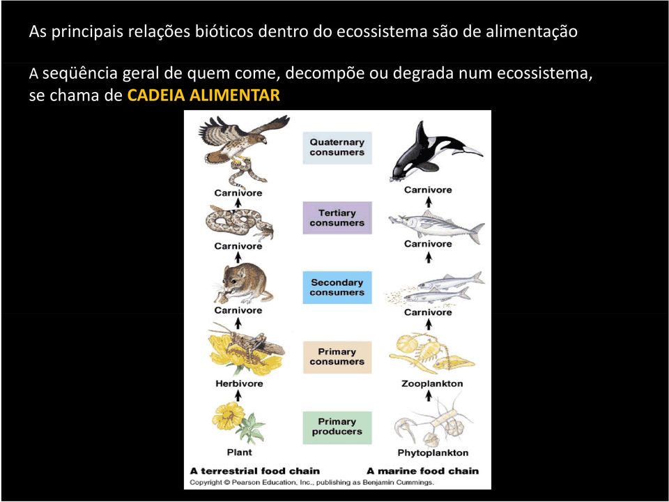 geral de quem come, decompõe ou degrada