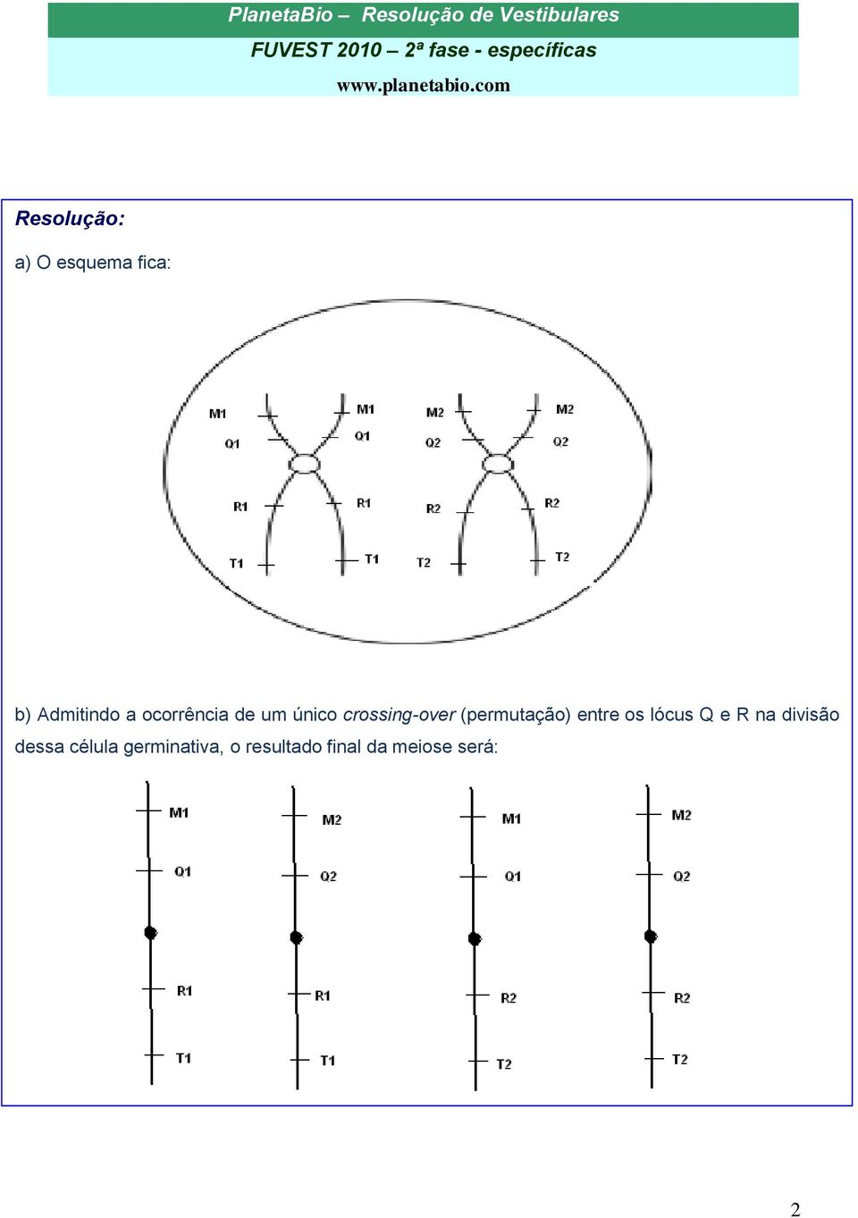 os lócus Q e R na divisão dessa célula