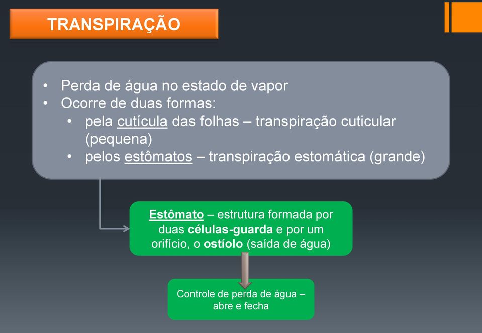 transpiração estomática (grande) Estômato estrutura formada por duas