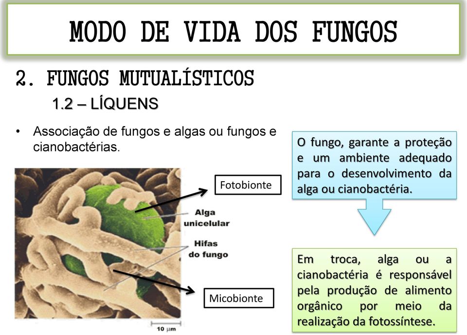 Fotobionte O fungo, garante a proteção e um ambiente adequado para o desenvolvimento da