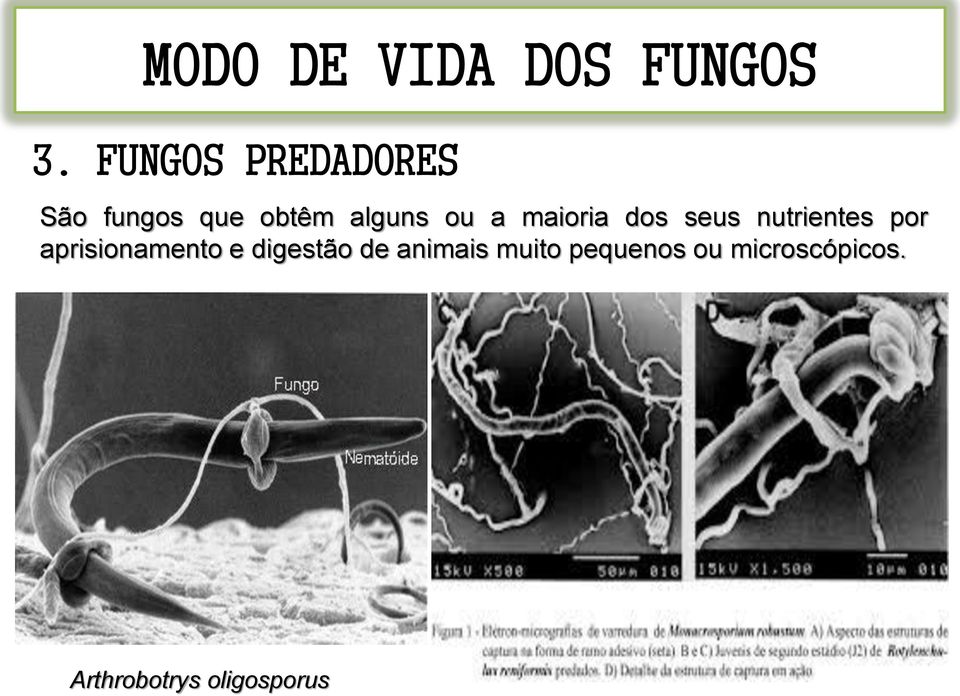 maioria dos seus nutrientes por aprisionamento e