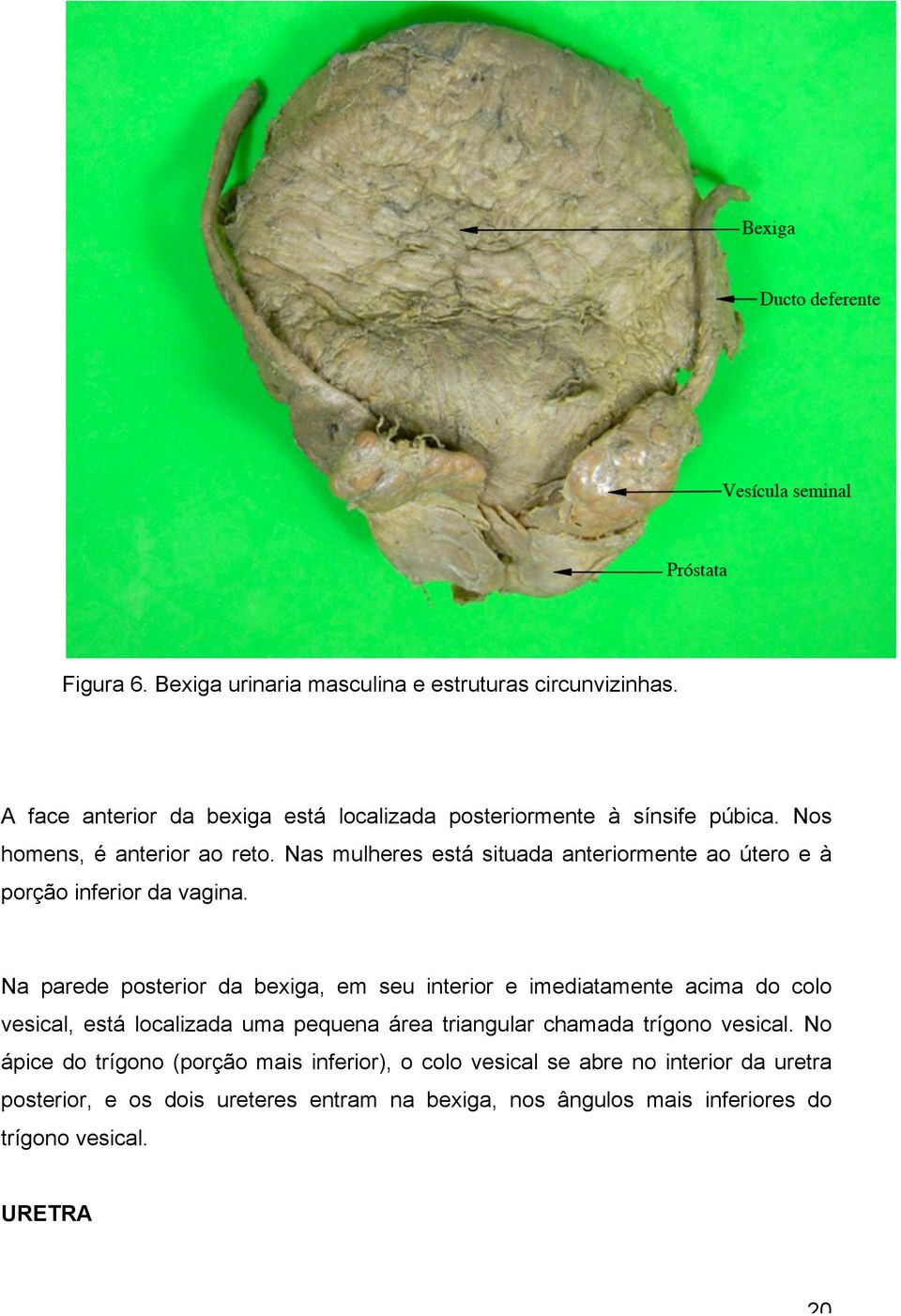 Na parede posterior da bexiga, em seu interior e imediatamente acima do colo vesical, está localizada uma pequena área triangular chamada trígono