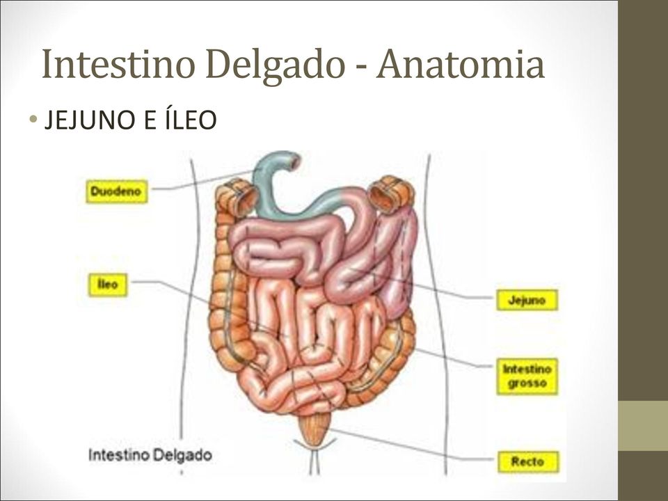 Anatomia