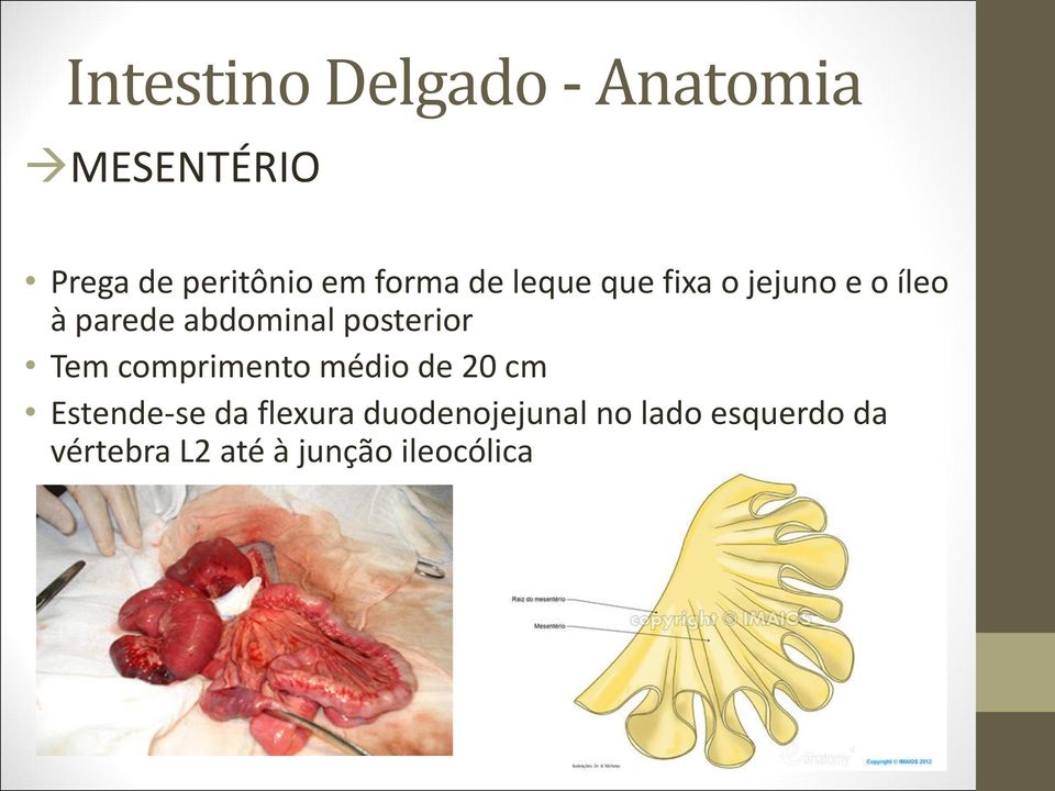 posterior Tem comprimento médio de 20 cm Estende-se da flexura