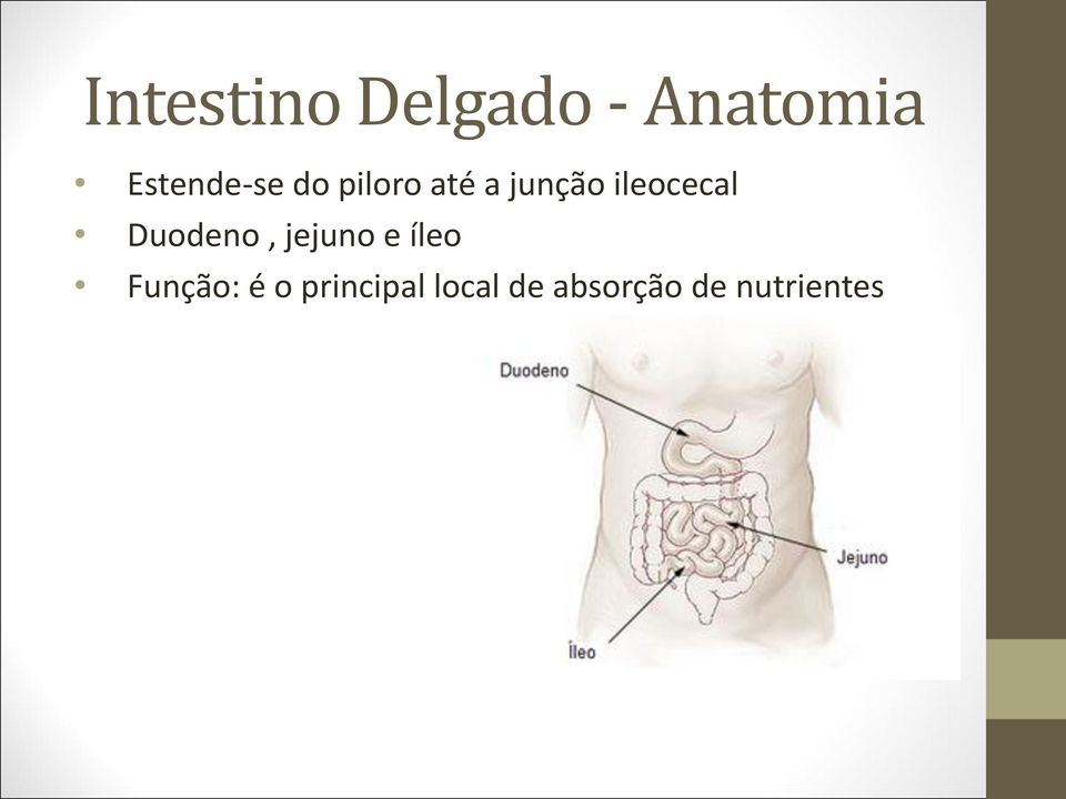 ileocecal Duodeno, jejuno e íleo