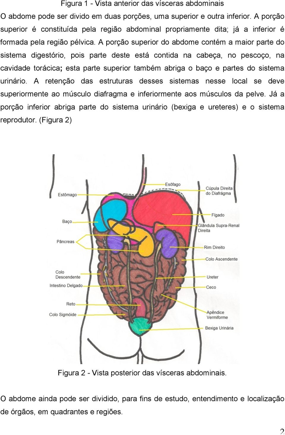 A porção superior do abdome contém a maior parte do sistema digestório, pois parte deste está contida na cabeça, no pescoço, na cavidade torácica; esta parte superior também abriga o baço e partes do