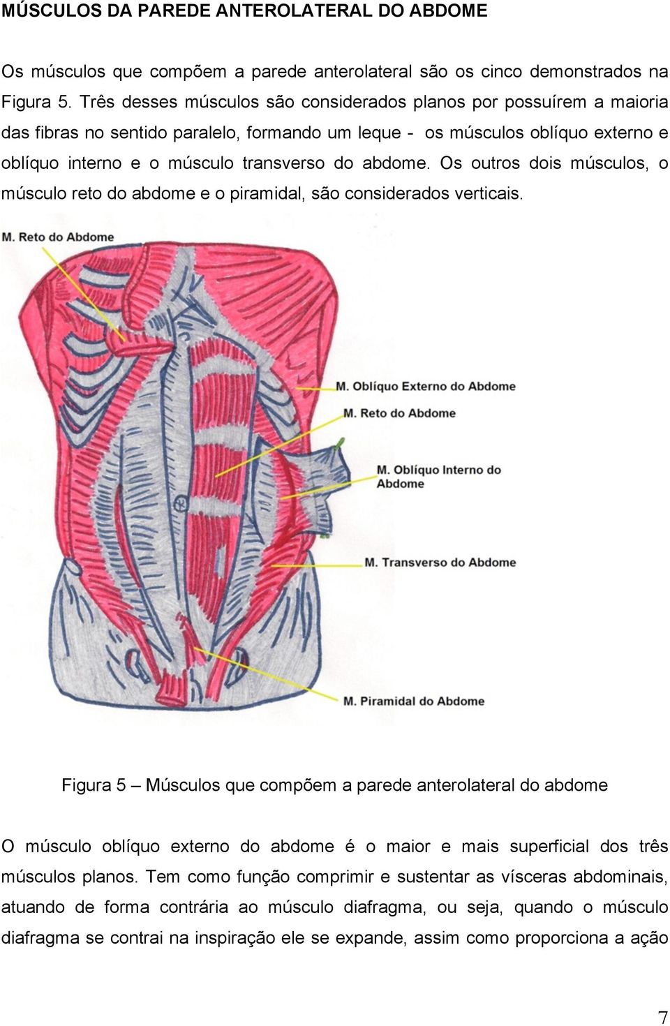 abdome. Os outros dois músculos, o músculo reto do abdome e o piramidal, são considerados verticais.