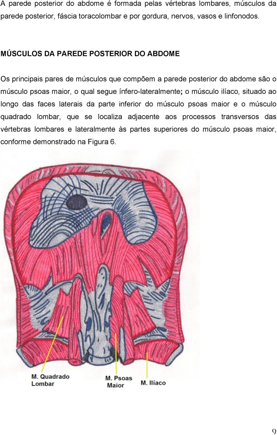 ínfero-lateralmente; o músculo ilíaco, situado ao longo das faces laterais da parte inferior do músculo psoas maior e o músculo quadrado lombar, que se