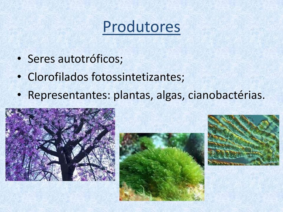 fotossintetizantes;