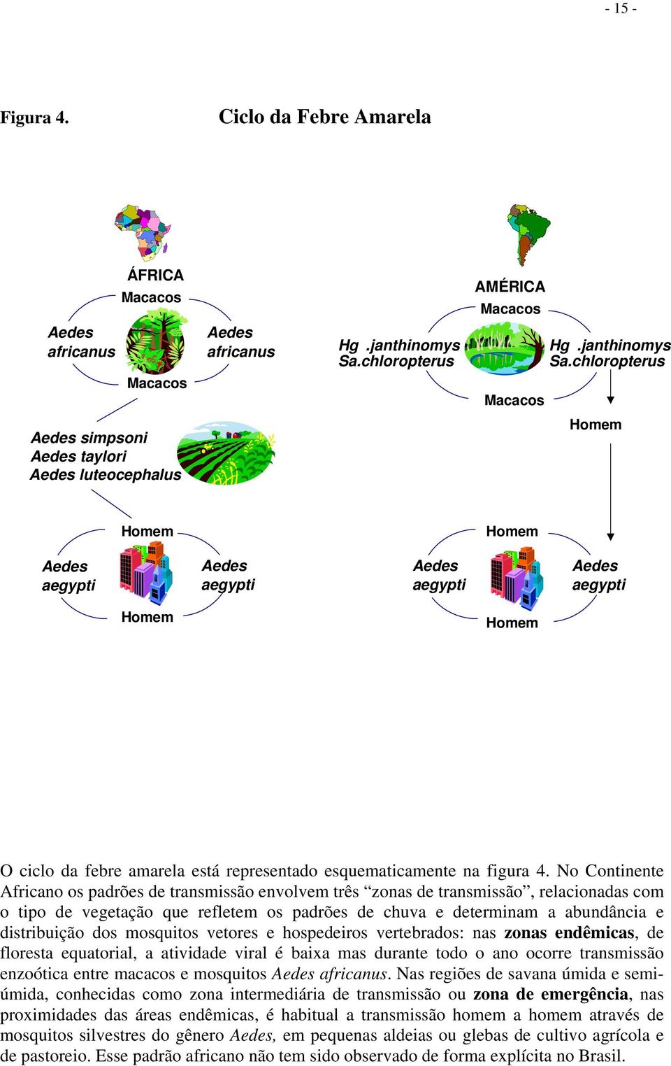 chloropterus Aedes simpsoni Aedes taylori Aedes luteocephalus Homem Homem Homem Aedes aegypti Aedes aegypti Aedes aegypti Aedes aegypti Homem Homem O ciclo da febre amarela está representado