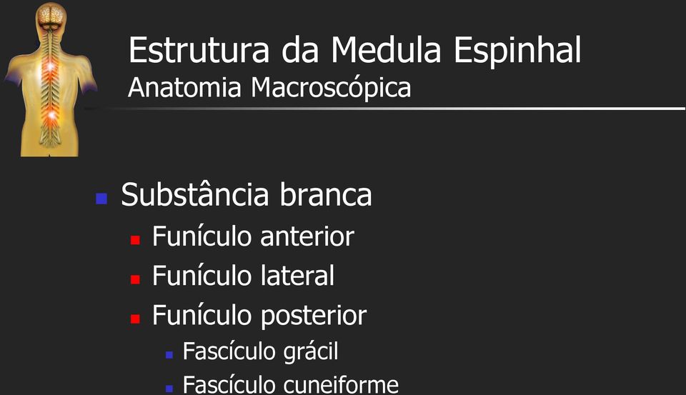 anterior Funículo lateral Funículo